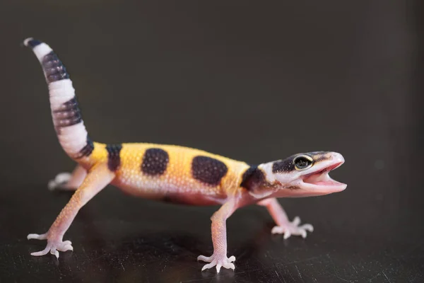 Gecko Leopardo Bonito Está Uma Postura Defensiva Pequeno Lagarto Eublepharis — Fotografia de Stock