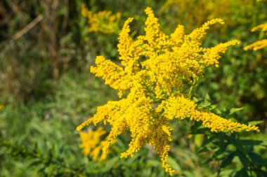 Yabani ekili olmayan alerjik bitki, zararlı ot - Ambrosia (yosun çalılarının üzerindeki sarı çiçekler mevsimsel alerjiye neden olur).