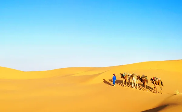 낙타 행렬 이 모로코 의사하라 사막 의사막을 통과하고 있는 모습. — 스톡 사진