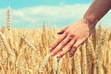 Elinde buğday kulağı var. Hasat konsepti