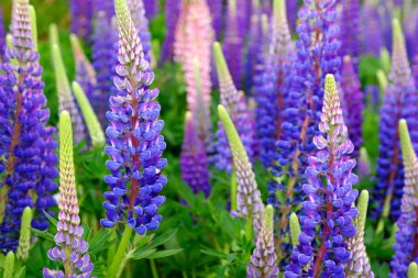 Pembe mor ve mavi çiçekli Lupinus tarlası. Lupin tarlası. Çayırda mor ve pembe lupin. Mor ve pembe lupin demeti