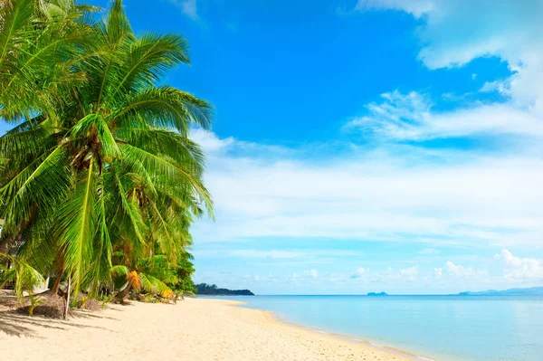 Güzel bir plaj. Etrafında palmiye ile güzel tropikal plaj manzarası. Tatil ve tatil konsepti. Tropik plaj. Güzel tropik ada. — Stok fotoğraf