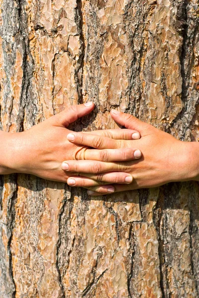 Tronco de árbol de mano humana. Armas femeninas abrazando un árbol — Foto de Stock
