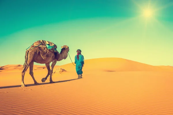 Caravana de camellos atravesando las dunas del desierto del Sahara, Marruecos al atardecer — Foto de Stock