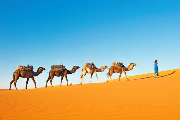 Kameel caravan gaat door de zandduinen in de Sahara woestijn. Marokko Afrika. Mooie zandduinen in de Sahara woestijn. — Stockfoto