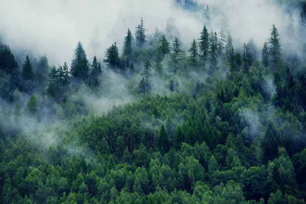 Paysage sinueux avec forêt de sapins. Brouillard matinal dans les montagnes. Beau paysage avec vue sur la montagne et brouillard matinal . — Photo