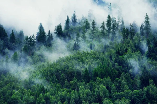 Misty τοπίο με έλατο δάσος. Πρωινή ομίχλη στα βουνά. Όμορφο τοπίο με θέα στο βουνό και πρωινή ομίχλη. — Φωτογραφία Αρχείου