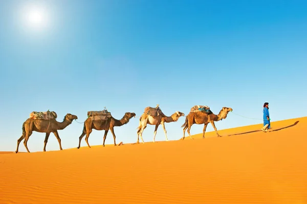 Caravana de camelo atravessando as dunas de areia no deserto do Saara. Marrocos África. Belas dunas de areia no deserto do Saara. — Fotografia de Stock