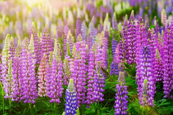 Campo di Lupino con fiori rosa viola e blu. Un campo di lupini. Lupino viola e rosa nel prato. grappolo di lupino viola e rosa — Foto Stock