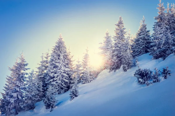 Puesta de sol en el bosque entre las cepas de los árboles en el período de invierno Imagen de archivo
