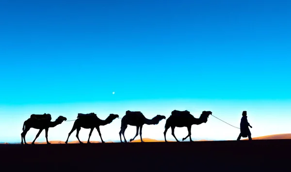 Kameel caravan gaat door de zandduinen in de Sahara woestijn. Marokko Afrika. Mooie zandduinen in de Sahara woestijn. Stockafbeelding