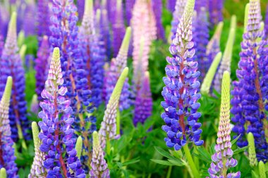 Pembe mor ve mavi çiçekli Lupinus tarlası.