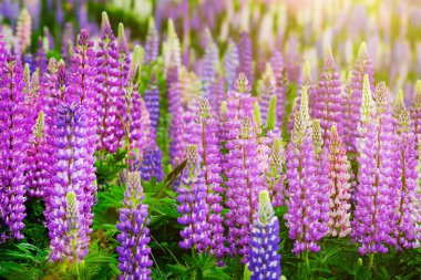 Pembe mor ve mavi çiçekli Lupinus tarlası. Lupin tarlası. Çayırda mor ve pembe lupin. Mor ve pembe lupin demeti