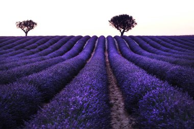 Valensole yakınlarındaki lavanta tarlası yaz günbatımı manzarası. Provence, Fransa