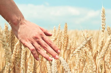 Elinde buğday kulağı var. Hasat konsepti