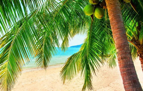 Beautiful beach. View of nice tropical beach with palms around. Holiday and vacation concept. Tropical beach. Beautiful tropical island. — Stock Photo, Image