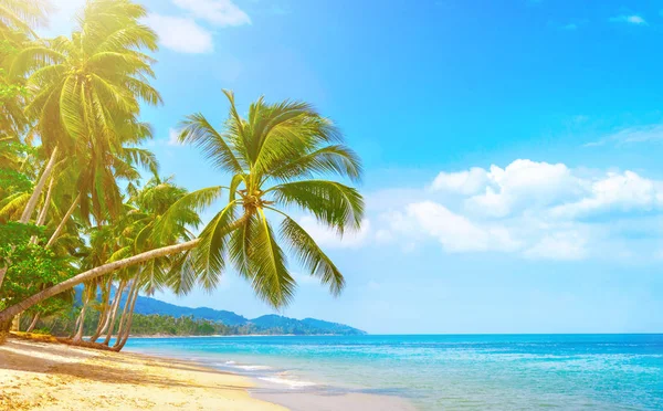 Prachtig strand. Uitzicht op het mooie tropische strand met palmen rond. Vakantie-en vakantie concept. Tropisch strand. Prachtig tropisch eiland. — Stockfoto