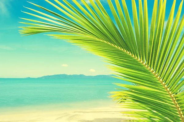 Holidays Background. Beautiful tropical beach with palm tree and sand — Stock Photo, Image