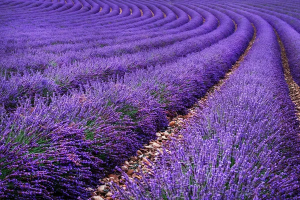 Lavendelveld in de zomer. Bloemen in de lavendelvelden in — Stockfoto