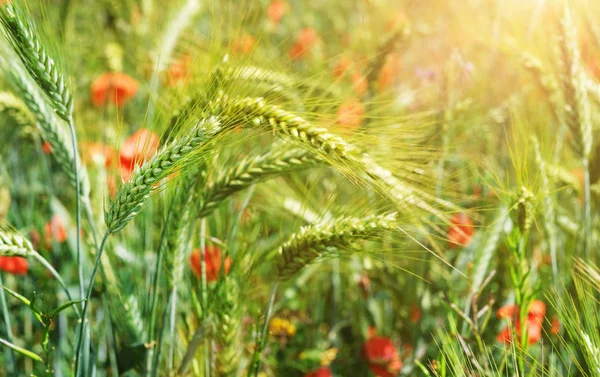 Campo de trigo. Orejas de trigo cerca. Trigo verde en el campo en rayos de sol. Sol y espigas de trigo. concepto de cosecha rica . — Foto de Stock