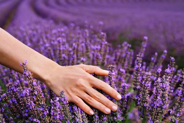 Lavendelfeld im Sommer. Blumen in den Lavendelfeldern der Provence. — Stockfoto