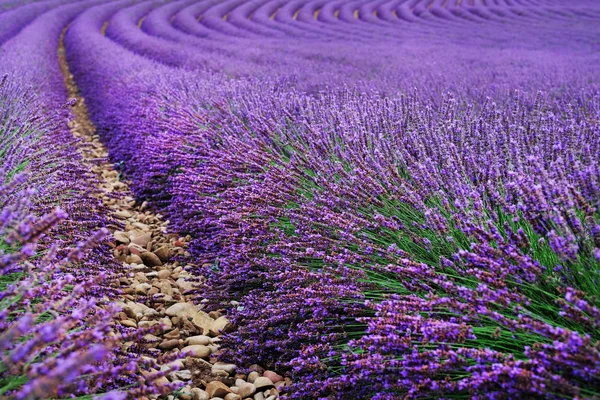 Campo de lavanda en el verano. Flores en los campos de lavanda en las montañas Provenza . — Foto de Stock