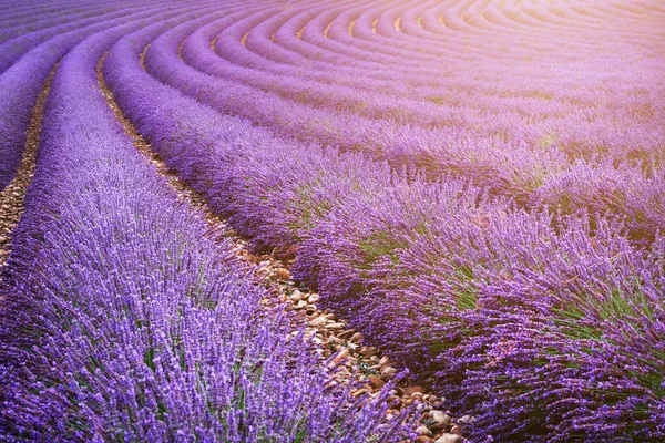 Yazın lavanta tarlası. Provence dağlarındaki lavanta tarlalarında çiçekler. — Stok fotoğraf