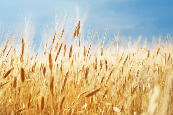 Abstrakt suddig solig gyllene färg vete fält bakgrund — Stockfoto