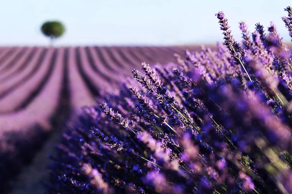 Sonnenuntergang über einem violetten Lavendelfeld in der Provence — Stockfoto