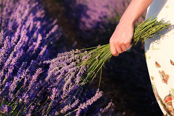 Die Hand der Frau hält einen Lavendelstrauß. provence, frankreich. — Stockfoto