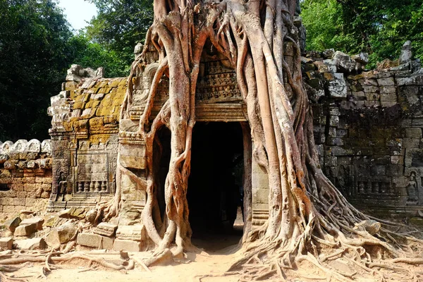 Árbol creciendo las ruinas dentro del templo de Bayon, templo antiguo Khmer en el complejo Angkor Wat, Camboya — Foto de Stock