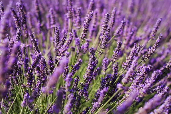 Champ de lavande violette en Provence. Lavanda officinalis — Photo