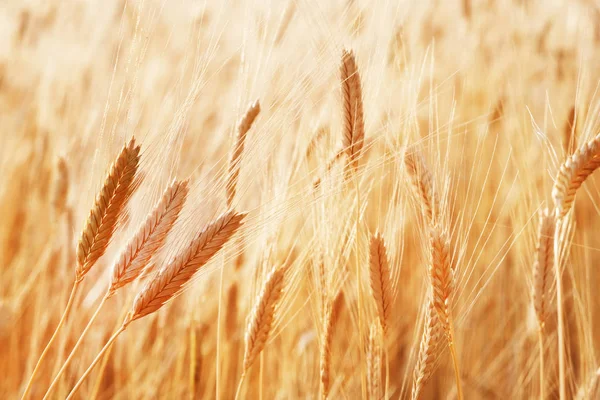 Orelhas de trigo dourado. Campo de trigo amanhecer e sol amarelo — Fotografia de Stock