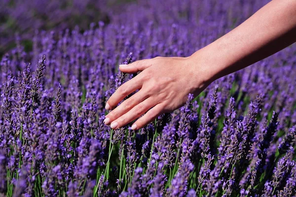 Fialová levandulová pole s jemným světelným efektem pro vaše květinové pozadí na vodorovném webovém záhlaví nebo nápisu. Letní sezona v Provence — Stock fotografie