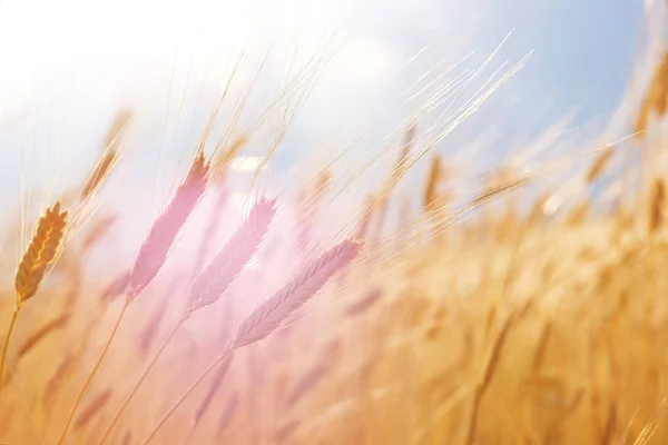 Pšeničné pole. Uši zlaté pšenice zblízka. Krásná příroda západ slunce Krajina. — Stock fotografie