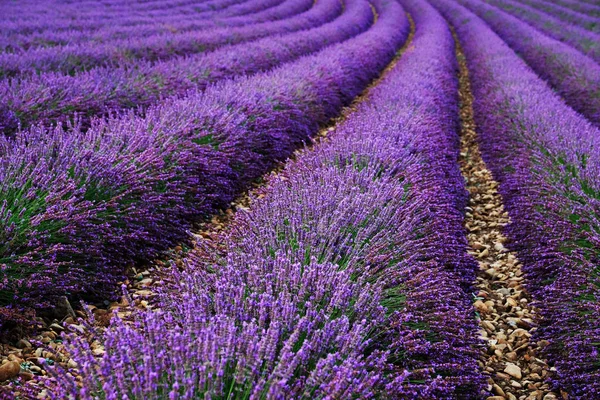 Lavender πεδίο καλοκαίρι ηλιοβασίλεμα τοπίο κοντά Valensole. Provence, Γαλλία — Φωτογραφία Αρχείου