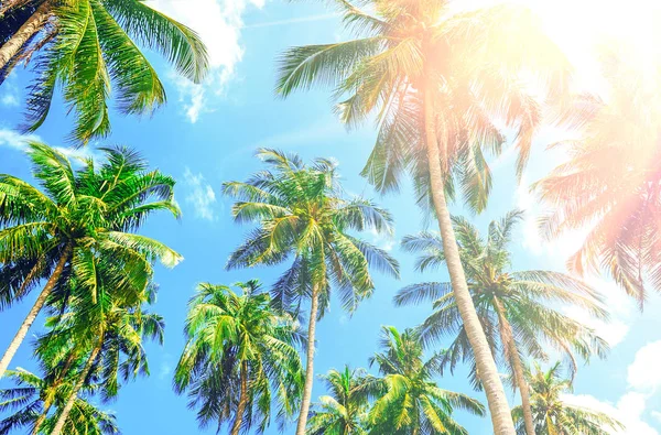 Belo pôr do sol tropical com palmeiras na praia. Conceito de férias — Fotografia de Stock