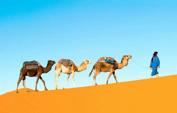 Camel caravan on the Sahara desert