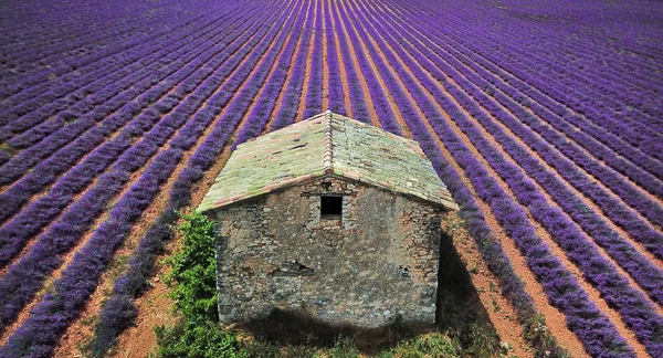 Campo de lavanda violeta na Provença. Lavanda officinalis. Campos de lavanda florescentes perto de Valensole, na Provença, França. Linhas de flores roxas Fotos De Bancos De Imagens