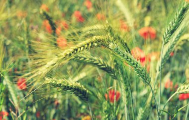 Buğday tarlası. Buğday kulakları yakında. Yeşil buğday güneş ışınlarıyla tarlada. Güneş ışığı ve buğday kulakları. Zengin hasat kavramı.