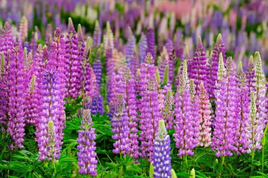 Acı bakla alan pembe mor ve mavi çiçekli. Lupines demet