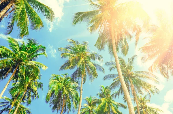 Bellissimo tramonto tropicale con palme in spiaggia. Concetto di vacanza — Foto Stock