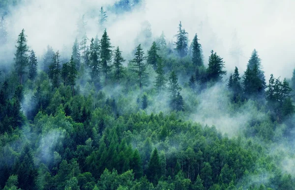 Mglisty krajobraz z jodłowym lasem. Poranna mgła w górach. Piękny krajobraz z widokiem na góry i poranną mgłą. — Zdjęcie stockowe