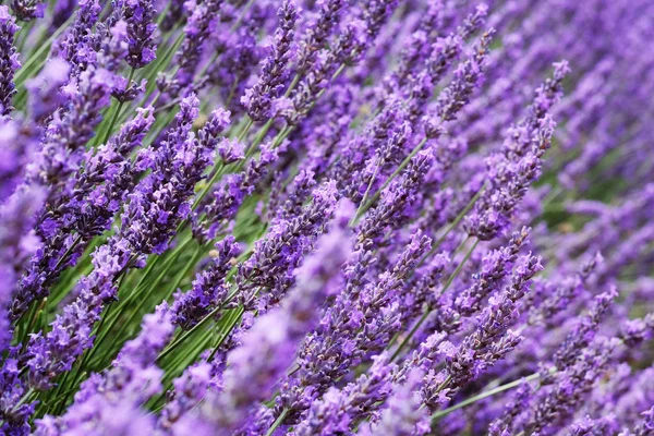 Campo de lavanda en el verano. Flores en los campos de lavanda en las montañas Provenza . —  Fotos de Stock