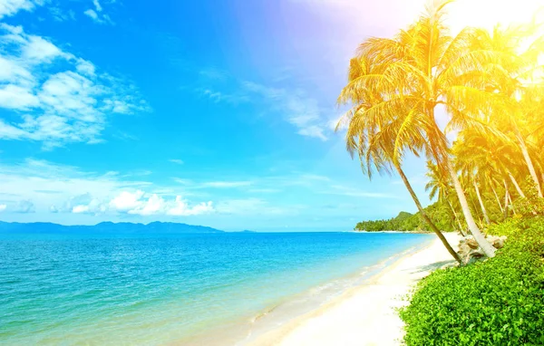 Costa tropical, praia com palmeiras penduradas. Conceito de férias e férias — Fotografia de Stock