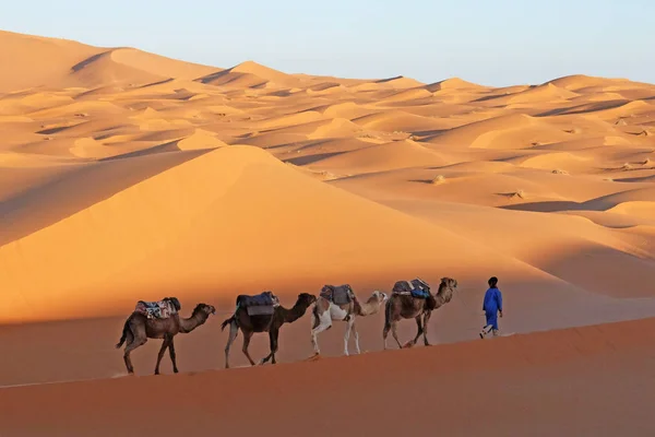 Cammello carovana che attraversa le dune di sabbia nel deserto del Sahara, Marocco — Foto Stock