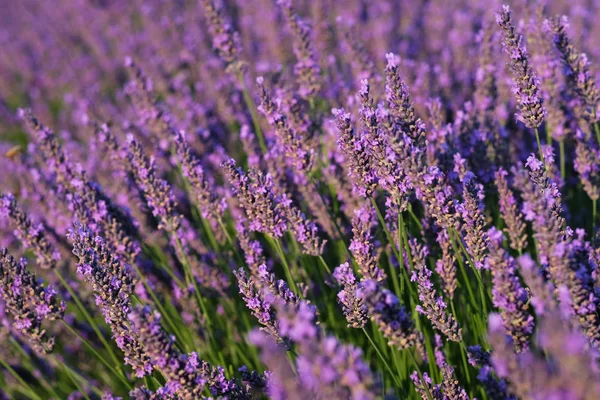 Květiny v levandulových polích v Provence, Francie. — Stock fotografie
