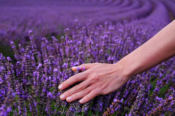 Mladá žena s něžněmi na levandule. Užíváte si života v levandulových polích Provence, Francie. — Stock fotografie