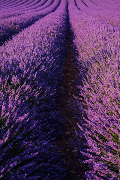 Ανθισμένα λιβάδια λεβάντας κοντά στη Valensole στην Προβηγκία της Γαλλίας. Σειρές από μωβ λουλούδια — Φωτογραφία Αρχείου