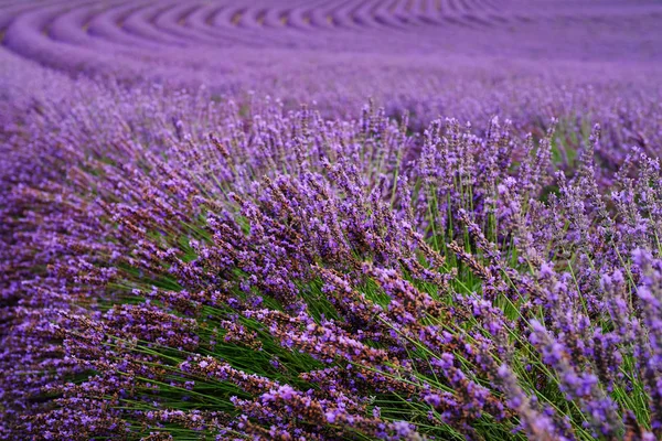 Kvetoucí levandule pole poblíž Valensole v Provence, Francie. — Stock fotografie